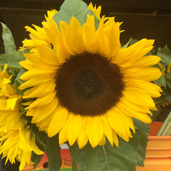 Meet your Posher, Christine - Picture 1 of 1